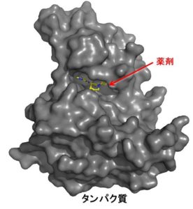 Protein ligand binding